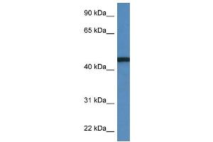 WB Suggested Anti-RRS1 AntibodyTitration: 1. (RRS1 anticorps  (C-Term))
