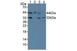 Figure. (HMBS anticorps  (AA 85-337))