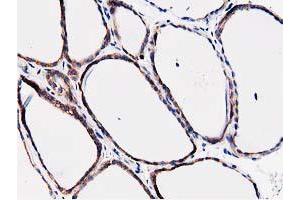 Image no. 8 for anti-Striatin Interacting Protein 1 (STRIP1) antibody (ABIN1498204) (STRIP1 anticorps)