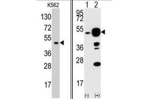 Left: Western blot analysis of EIF4A1 Antibody (N-term) in K562 cell line lysates (35 µg/lane). (EIF4A1 anticorps  (N-Term))