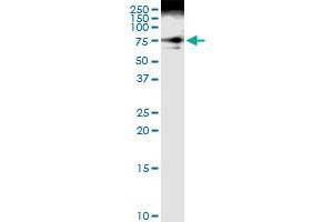 Immunoprecipitation of DVL3 transfected lysate using anti-DVL3 MaxPab rabbit polyclonal antibody and Protein A Magnetic Bead , and immunoblotted with DVL3 purified MaxPab mouse polyclonal antibody (B01P) .