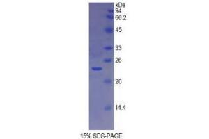 SDS-PAGE analysis of Dog MHCDRa Protein. (HLA-DRA Protéine)