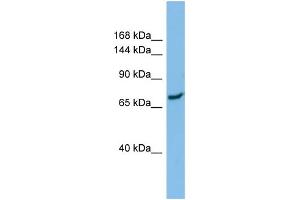 Host:  Rabbit  Target Name:  SLC8A1  Sample Type:  ACHN Whole Cell lysates  Antibody Dilution:  1. (SLC8A1 anticorps  (N-Term))