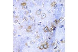 Immunohistochemistry of paraffin-embedded mouse brain using RPS3A antibody at dilution of 1:100 (x40 lens). (RPS3A anticorps)