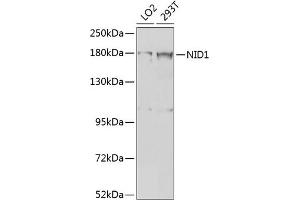 Western blot analysis of extracts of various cell lines, using NID1 antibody (ABIN6128383, ABIN6144626, ABIN6144627 and ABIN6224374) at 1:1000 dilution. (Nidogen 1 anticorps  (AA 110-400))