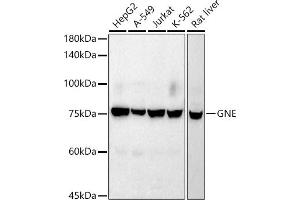 Western blot analysis of extracts of various cell lines, using GNE antibody (ABIN7267398) at 1:1000 dilution.