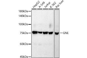Western blot analysis of extracts of various cell lines, using GNE antibody (ABIN7267398) at 1:1000 dilution. (GNE anticorps)