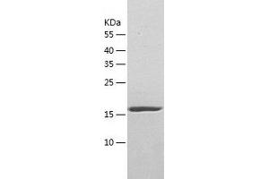 Western Blotting (WB) image for Nudix (Nucleoside Diphosphate Linked Moiety X)-Type Motif 16 (NUDT16) (AA 1-195) protein (His-IF2DI Tag) (ABIN7124240)