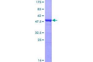 Image no. 1 for Interferon Induced with Helicase C Domain 1 (IFIH1) (AA 1-221) protein (GST tag) (ABIN1307420)