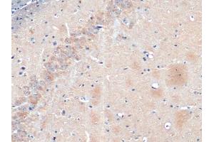 Detection of NSE in Rat Cerebrum Tissue using Polyclonal Antibody to Enolase, Neuron Specific (NSE)