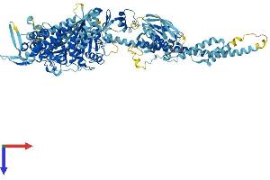 AlphaFold protein structure predicition of Mouse Recombinant Myo1a Protein, UniprotID O88329