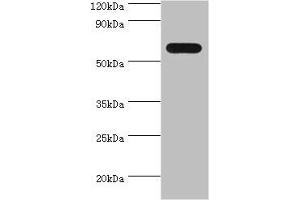 Western blot All lanes: PAX7 antibody at 4 μg/mL + 293T whole cell lysate Secondary Goat polyclonal to rabbit IgG at 1/10000 dilution Predicted band size: 56, 57 kDa Observed band size: 56 kDa (PAX7 anticorps  (AA 291-520))