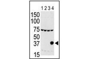 Western blot: Aurora C antibody staining of lysates of 293 cells expressing Flag tag (Lane 1), Flag-tagged Aurora A (Lane 2), Flag-tagged Aurora B (Lane 3) or Flag-tagged Aurora C (Lane 4).