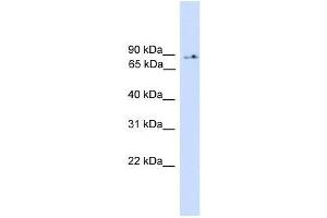 PIK3R5 antibody used at 0.