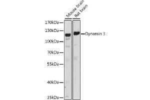 Western blot analysis of extracts of various cell lines, using Dynamin 3 antibody  at 1:1000 dilution. (Dynamin 3 anticorps  (AA 410-555))