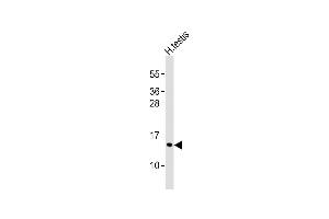 Anti-PCP2 Antibody (Center)at 1:1000 dilution + human testis lysates Lysates/proteins at 20 μg per lane. (Pcp2 anticorps  (AA 91-125))