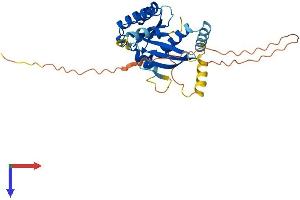 AlphaFold protein structure predicition of Human Recombinant GEM Protein, UniprotID P55040