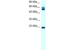 Claudin 8 antibody used at 0. (CLDN8 anticorps  (C-Term))