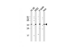 All lanes : Anti-PRSS21 Antibody (N-Term) at 1:1000-1:2000 dilution Lane 1: HL-60 whole cell lysate Lane 2: K562 whole cell lysate Lane 3: human testis lysate Lane 4: Hela whole cell lysate Lysates/proteins at 20 μg per lane. (PRSS21 anticorps  (AA 20-54))