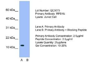 Host: Rabbit  Target Name: RPS16  Sample Tissue: Jurkat cell lysatesLane A:  Primary Antibody Lane B:  Primary Antibody + Blocking Peptide Primary Antibody Concentration: 2. (RPS16 anticorps  (N-Term))