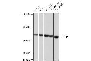 Western blot analysis of extracts of various cell lines, using PTBP2 Rabbit mAb (ABIN7269465) at 1:1000 dilution. (PTBP2 anticorps)