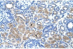Human kidney (DCUN1D1 anticorps  (N-Term))