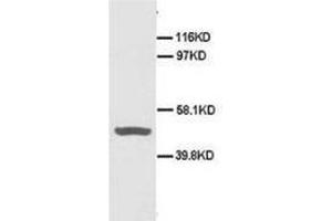 Western blot analysis of Hela cell lysis using CD40 antibody (CD40 anticorps  (N-Term))