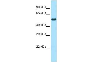 WB Suggested Anti-Wipf1 Antibody Titration: 1. (WIPF1 anticorps  (N-Term))