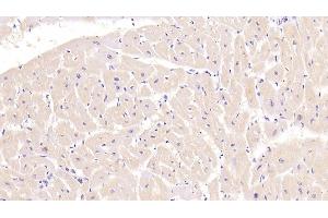 Detection of TNNT2 in Porcine Cardiac Muscle Tissue using Monoclonal Antibody to Troponin T Type 2, Cardiac (TNNT2)