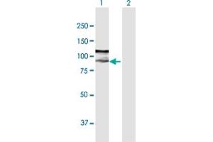 Western Blot analysis of ZFYVE9 expression in transfected 293T cell line by ZFYVE9 MaxPab polyclonal antibody. (ZFYVE9 anticorps  (AA 1-762))