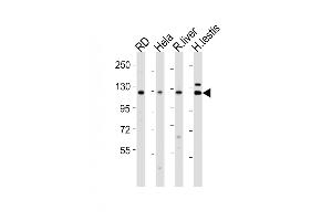 All lanes : Anti-VINC Antibody (N-term) at 1:2000 dilution Lane 1: RD whole cell lysates Lane 2: Hela whole cell lysates Lane 3: rat liver lysates Lane 4: human testis lysates Lysates/proteins at 20 μg per lane.