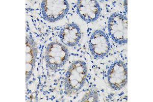 Immunohistochemistry of paraffin-embedded Human colon using SDF4 Rabbit pAb (ABIN7270606) at dilution of 1:100 (40x lens). (SDF4 anticorps  (AA 37-200))