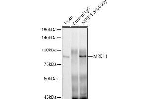 Immunoprecipitation analysis of 300 μg extracts of HeLa cells using 3 μg MRE11 antibody (ABIN6132361, ABIN6143992, ABIN6143993 and ABIN6218236). (Mre11 anticorps  (AA 1-205))