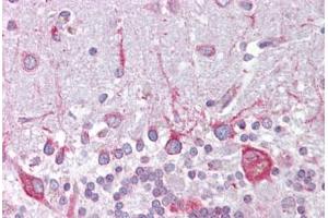 Anti-PSEN1 / Presenilin 1 antibody IHC staining of human brain, cerebellum. (Presenilin 1 anticorps  (AA 107-156))