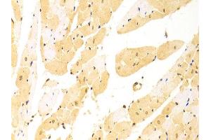Immunohistochemistry of paraffin-embedded rat heart using STIP1 antibody at dilution of 1:100 (x400 lens). (STIP1 anticorps)
