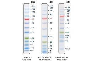 SDS-PAGE (SDS) image for BLUelf Prestained Protein Ladder (ABIN2868250)