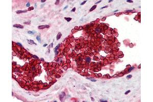 Anti-Band 3 antibody IHC of human placenta, erythrocytes. (Band 3/AE1 anticorps  (N-Term))