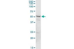 PSMD5 MaxPab rabbit polyclonal antibody.