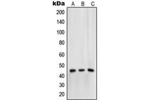 Western blot analysis of Mu Opioid Receptor (pS375) expression in HeLa (A), Raw264. (Mu Opioid Receptor 1 anticorps  (C-Term, pSer375))