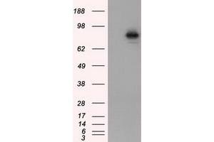 Image no. 5 for anti-Aryl Hydrocarbon Receptor Nuclear Translocator (ARNT) antibody (ABIN1496729) (ARNT anticorps)
