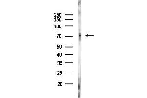 Western blot analysis of lysates from Mouse brain, using KCNQ4 Antibody at 1/1000 dilution.