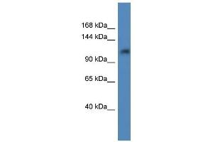 Western Blot showing ANKRD27 antibody used at a concentration of 1.