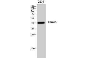 Western Blotting (WB) image for anti-Homeobox A5 (HOXA5) (N-Term) antibody (ABIN3185072) (HOXA5 anticorps  (N-Term))