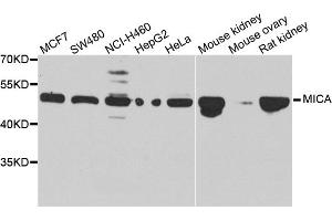 Western blot analysis of extracts of various cell lines, using MICA antibody. (MICA anticorps)