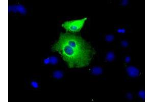 Anti-PEX5 mouse monoclonal antibody (ABIN2453448) immunofluorescent staining of COS7 cells transiently transfected by pCMV6-ENTRY PEX5 (RC202062). (PEX5 anticorps)