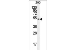 IGSF5 Antibody (N-term) (ABIN654580 and ABIN2844282) western blot analysis in 293 cell line lysates (35 μg/lane). (IGSF5 anticorps  (N-Term))