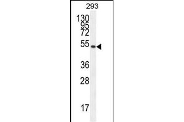 IGSF5 antibody  (N-Term)