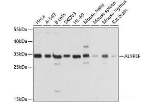 Western blot analysis of extracts of various cell lines using ALYREF Polyclonal Antibody at dilution of 1:1000.