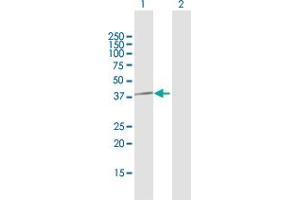 Western Blot analysis of PPP1CC expression in transfected 293T cell line by PPP1CC MaxPab polyclonal antibody.