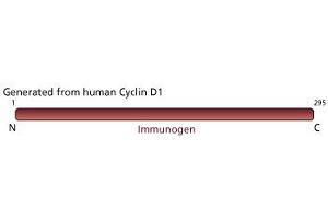 Image no. 1 for anti-Cyclin D1 (CCND1) (full length) antibody (ABIN967539)